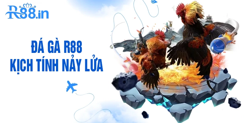 Đá gà tại R88 kịch tính nảy lửa tại trường gà lớn